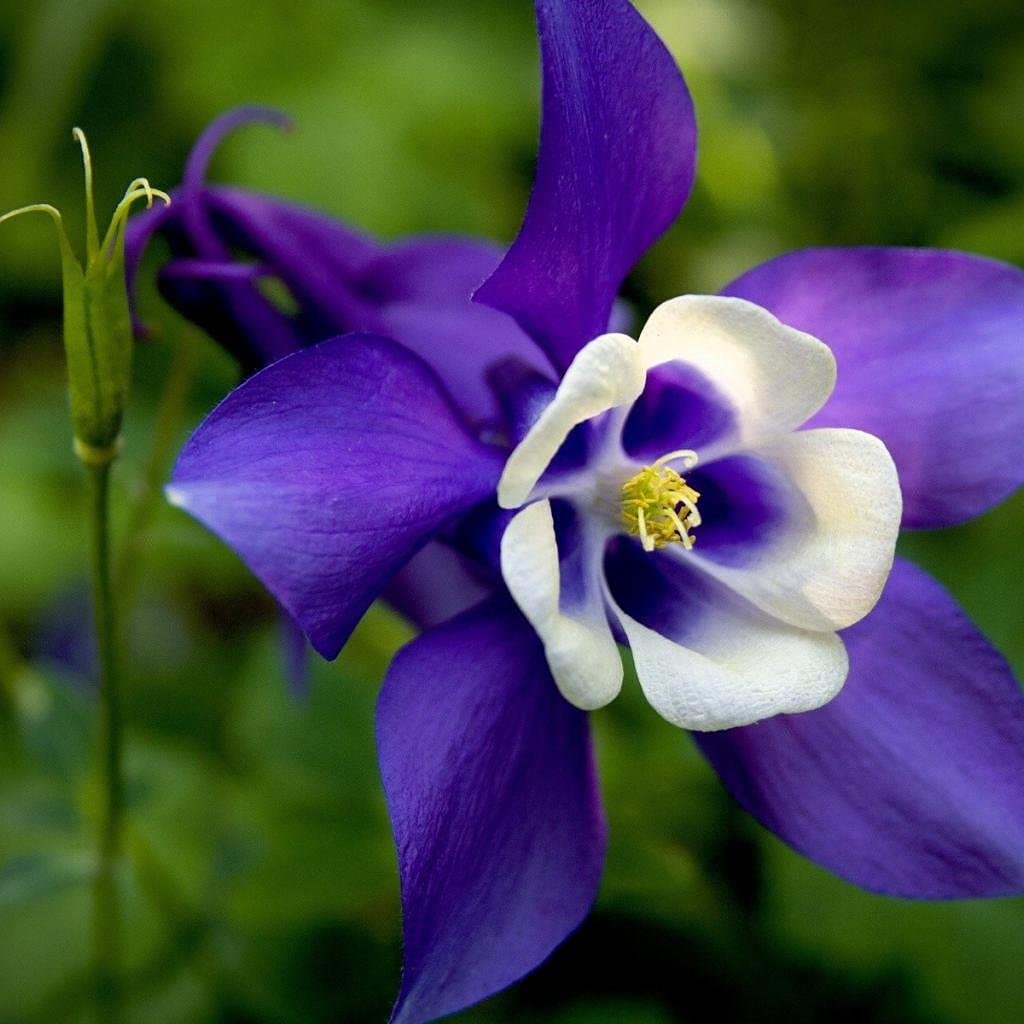 Dark (purple Columbine flower) for planting in garden